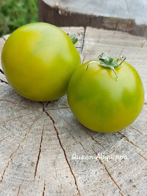 Tomaten: Queen Aliquippa