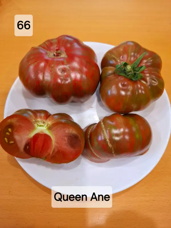 Tomaten: Queen Ane