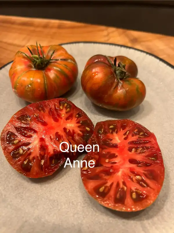 Tomaten: Queen Anne