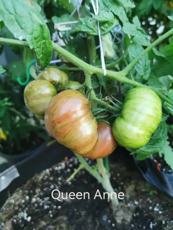 Tomaten: Queen Anne