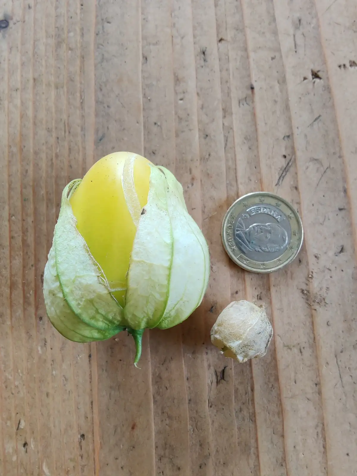 Physalis: Queen of Malinalco