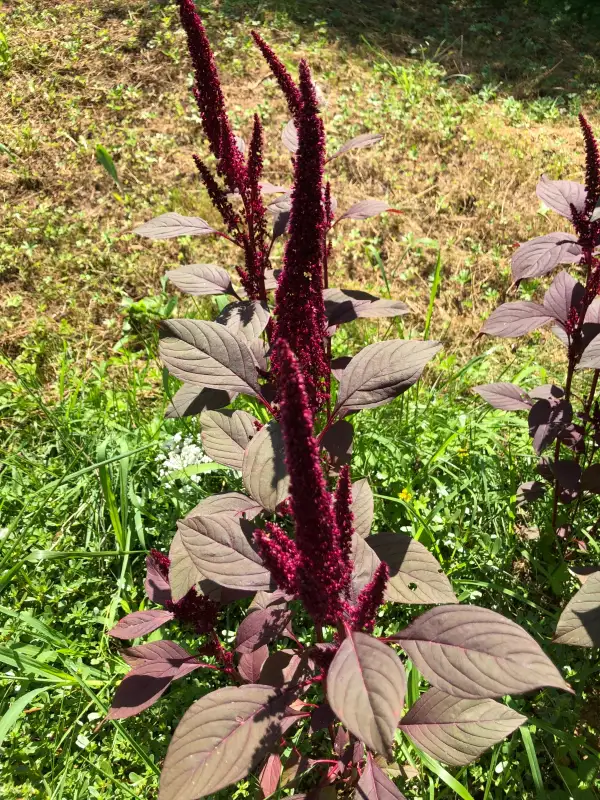 andere Gemüse: Queue de Renard Rouge (Amaranthus caudatus)