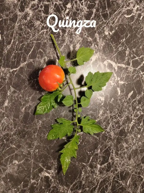 Tomaten: Quingza