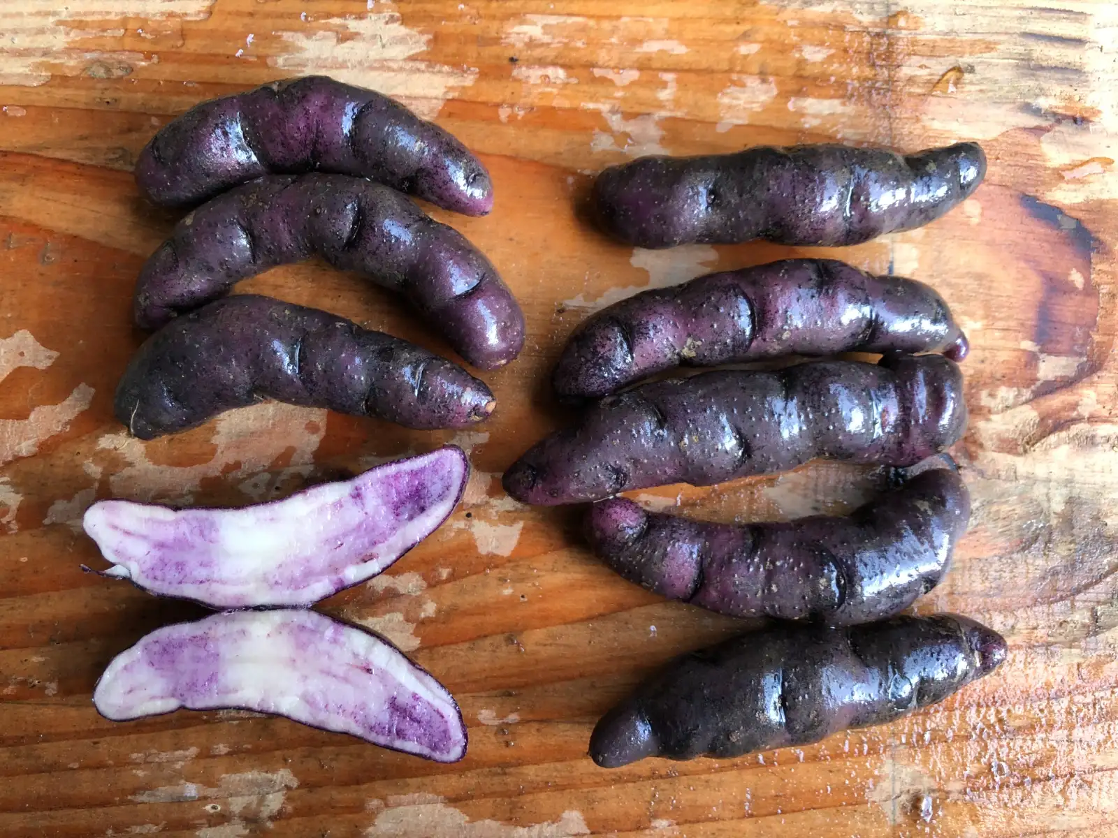 Kartoffeln: Quitisch Puca Zailing