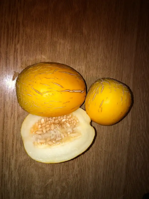 Obst: Quito melone