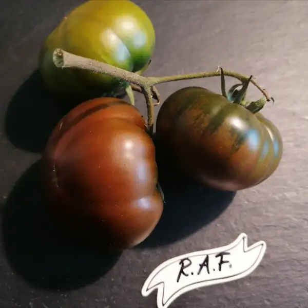 Tomaten: R. A. F.