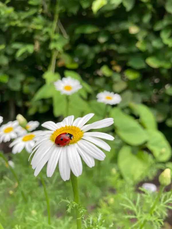 Blumen: Römischer Bertram