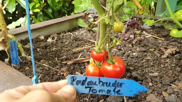 Tomaten: Radaubruder - Freilandgeeignet