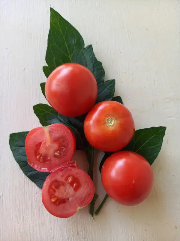 Tomaten: Radaubruder