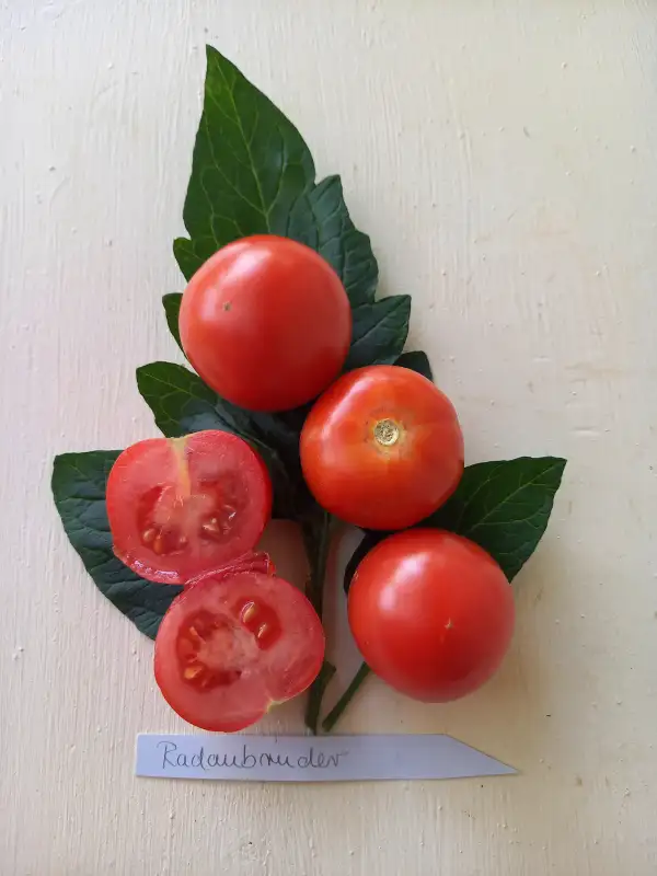 Tomaten: Radaubruder