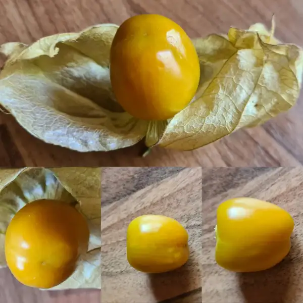 Physalis: Raderbroicher Gold