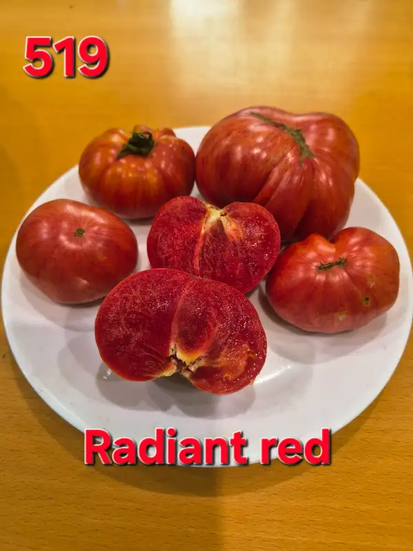 Tomaten: Radiant red