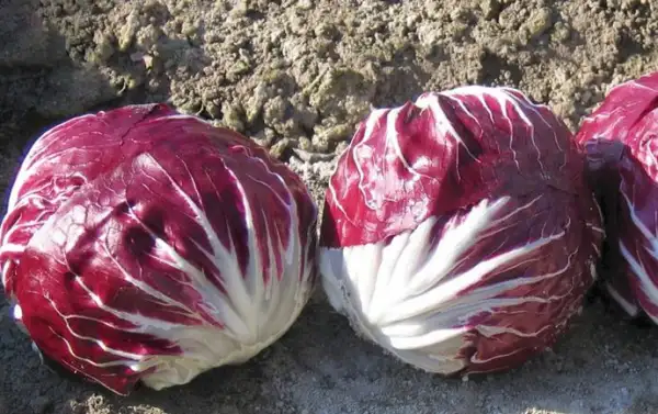 Salate: Radicchio Indigo