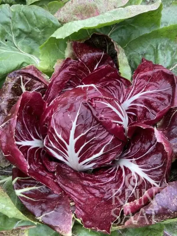 Salate: Radicchio Rossa Di Verona
