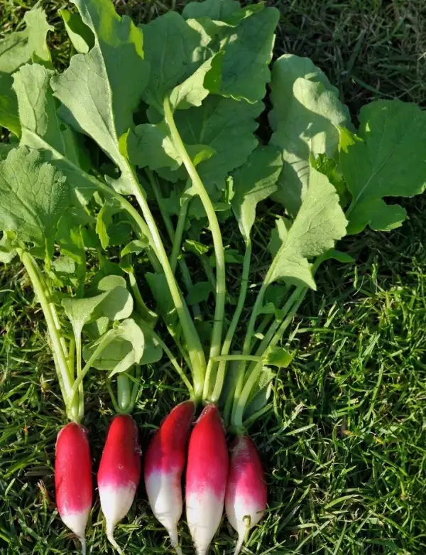 andere Gemüse: Radies "French Breakfast"