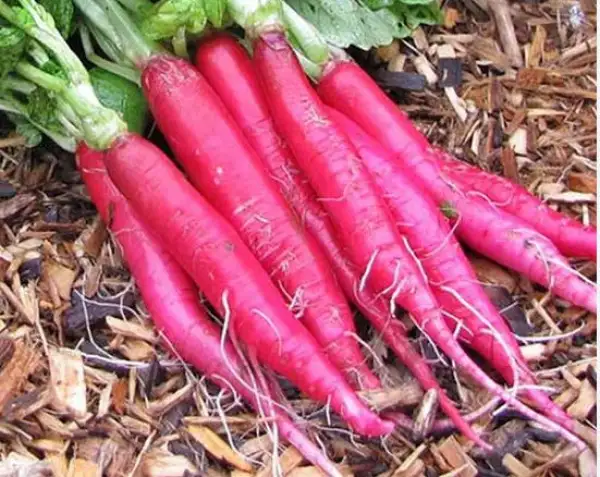 Kräuter: Radies Long Scarlet