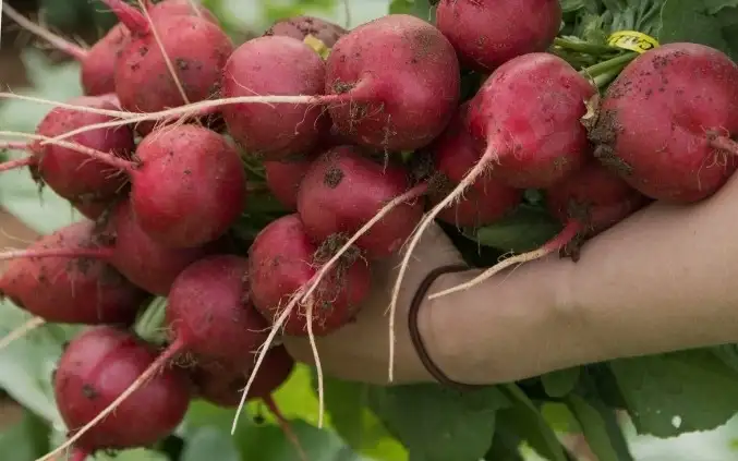 andere Gemüse: Radies "Riesenbutter"