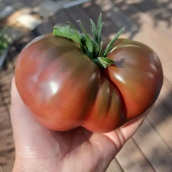 Tomaten: Radinilee (DW)