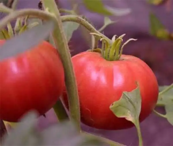 Tomaten: RAF