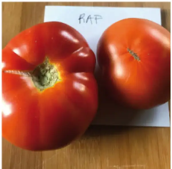 Tomaten: RAF
