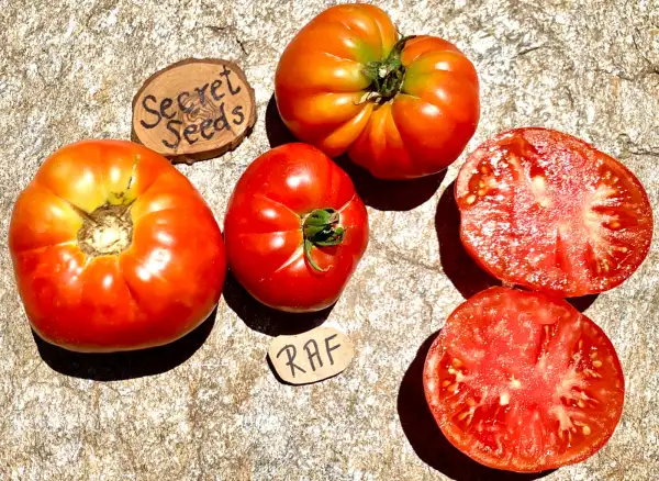 Tomaten: RAF
