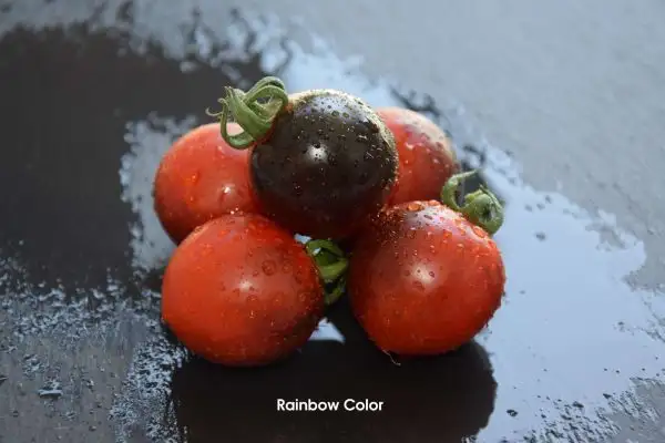 Tomaten: Rainbow Bicolor