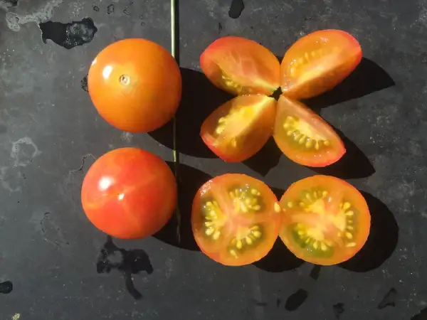 Tomaten: Rainbow Bicolor Cherry