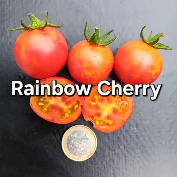 Tomaten: Rainbow Cherry