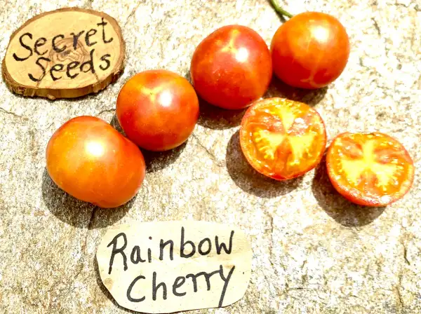 Tomaten: Rainbow Cherry