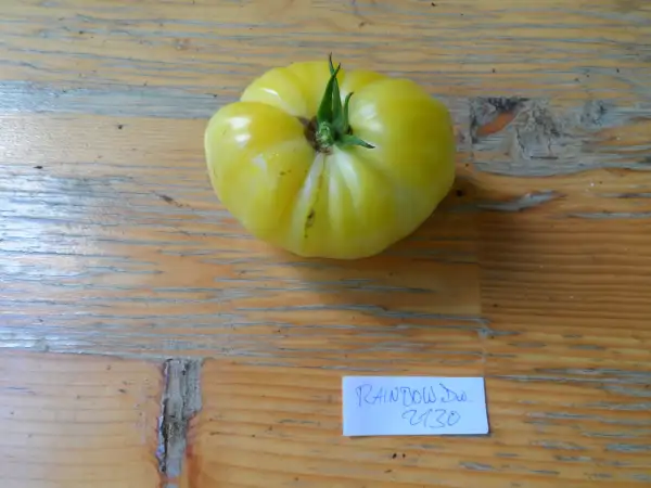 Tomaten: Rainbow Dwarf ( Kat# 2130 )