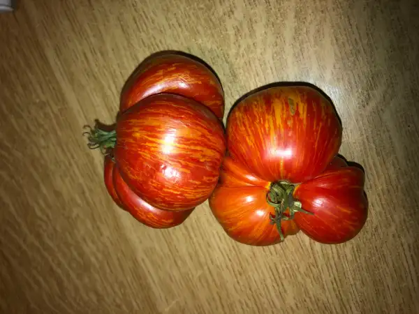 Tomaten: Rainbow Jazz