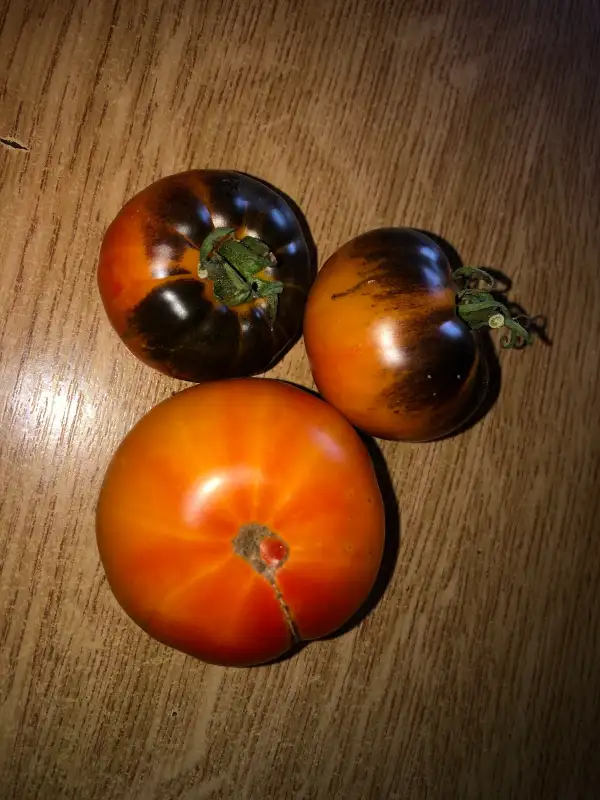 Tomaten: Rainbow Siberian