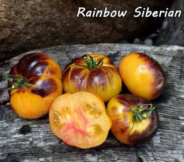 Tomaten: Rainbow Siberian