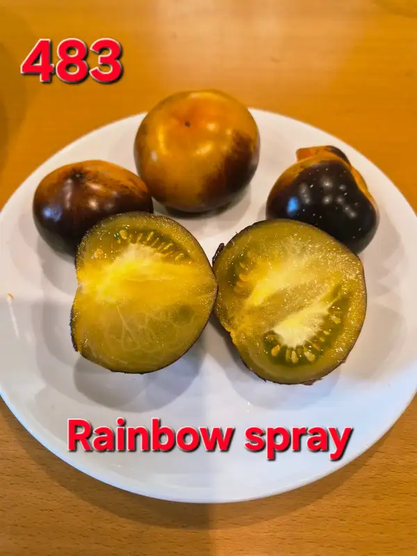 Tomaten: Rainbow Spray