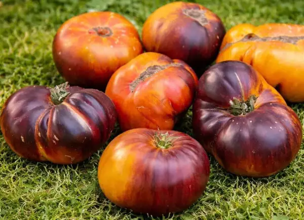 Tomaten: Rainbow Spray
