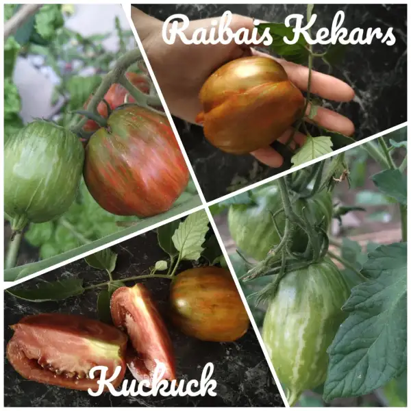 Tomaten: Raisbais Kekars KUCKUCK