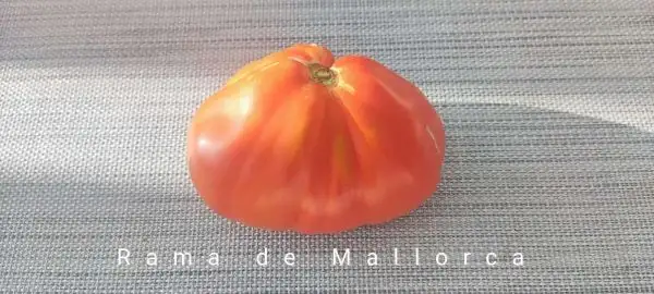 Tomaten: Rama de Mallorca