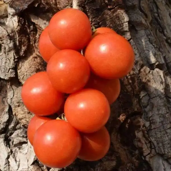 Tomaten: Ramallet