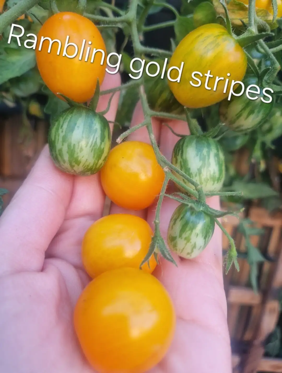 Tomaten: Rambling gold stripes