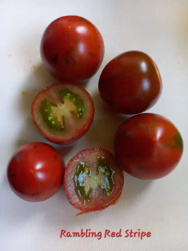 Tomaten: Rambling Red Stripe