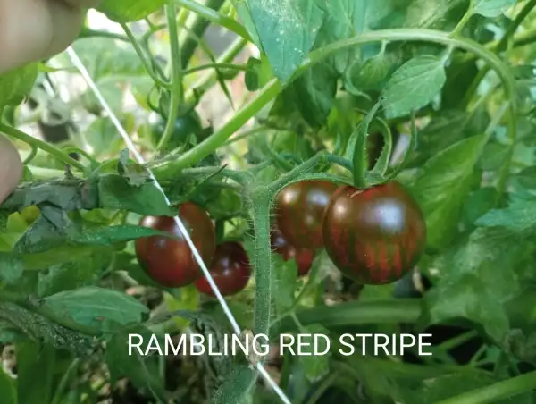 Tomaten: Rambling Red Stripe