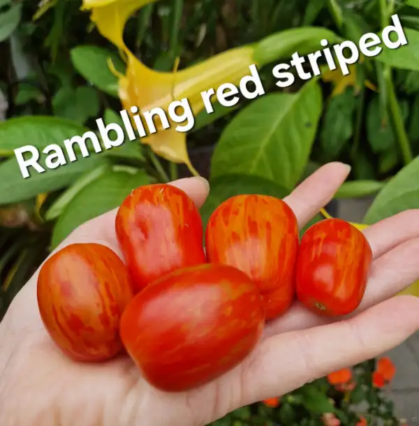 Tomaten: Rambling Red Striped