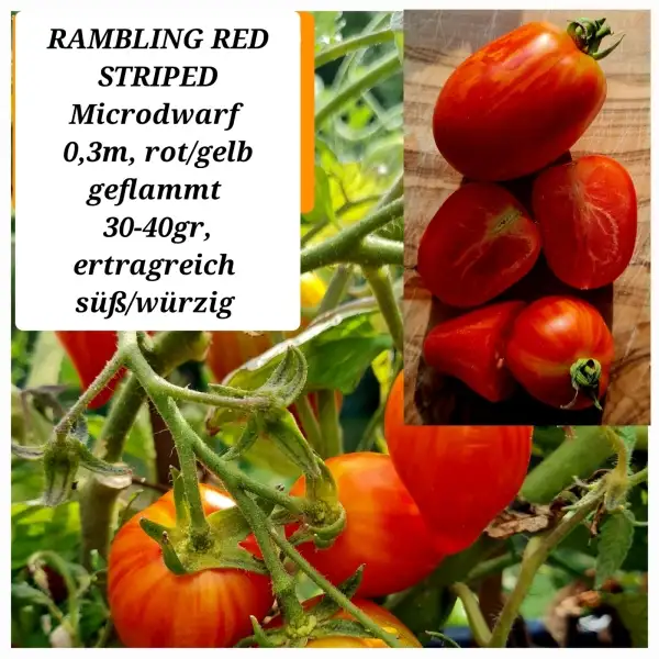 Tomaten: Rambling Red Striped