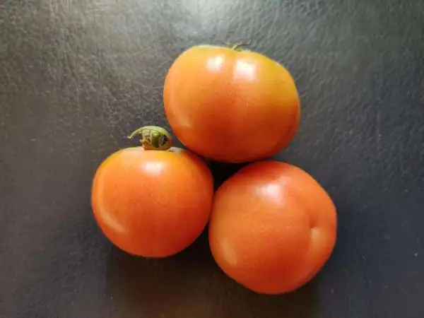 Tomaten: Ramillete