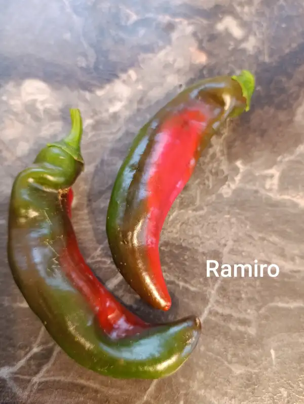 Chili / Paprika: Ramiro