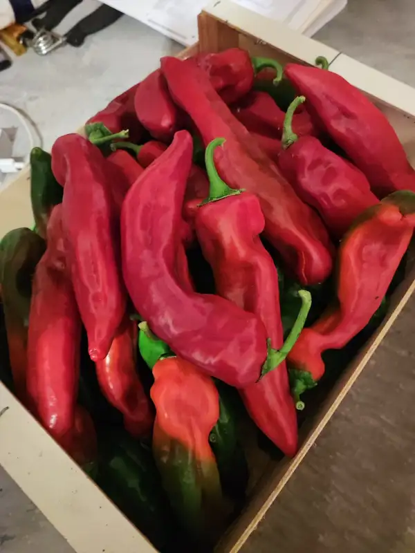 Chili / Paprika: Ramiro