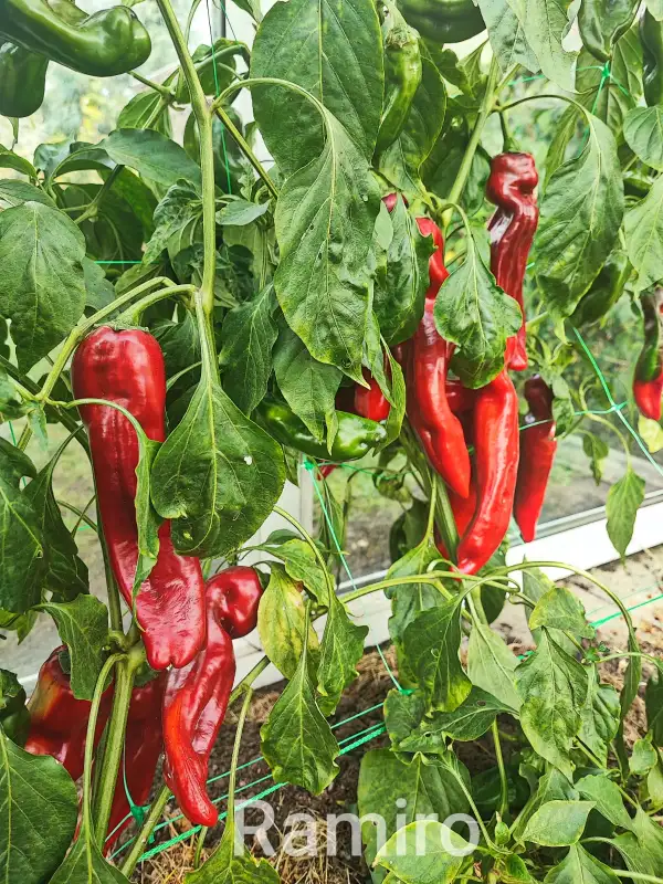 Paprika: Ramiro