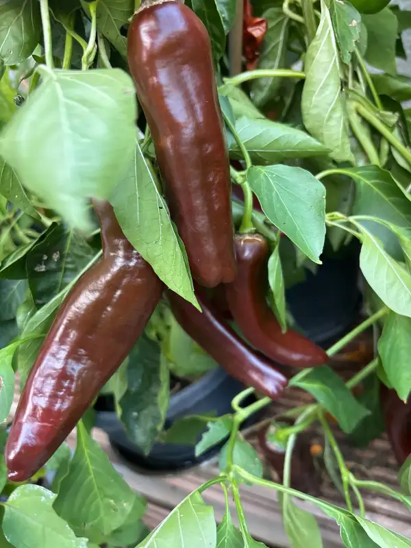 Paprika: Ramiro