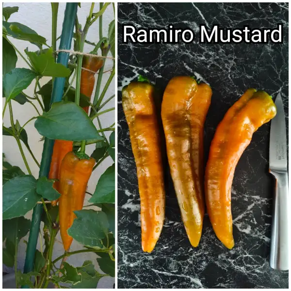 Paprika: Ramiro Mustard