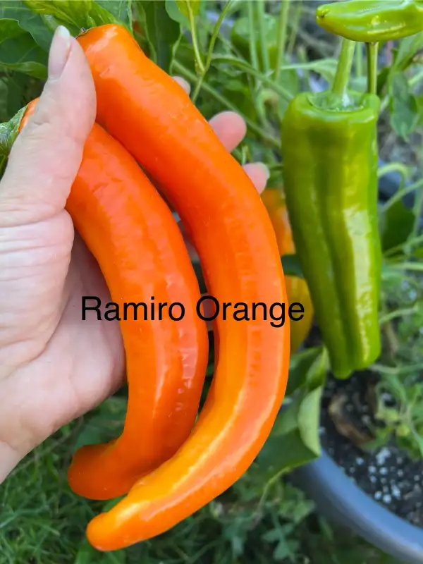 Chili / Paprika: Ramiro Orange